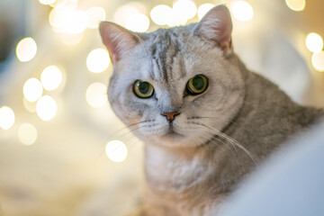 Wall Mural - A cat laying on a bed with a blurry background. The cat is looking at the camera with its eyes wide open.