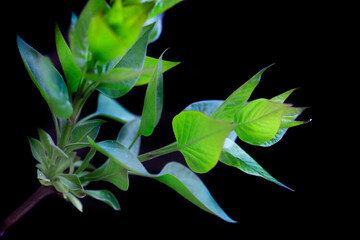 Wall Mural - Colorful spring plants on nature background