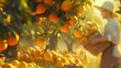 Close up scene of the farmer harvesting orange. AI generated