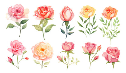 Wall Mural - Set of colorful watercolor roses flowers with leaves branch on isolated white background