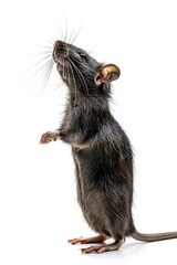 Aufkleber - A small rat standing on its hind legs. Suitable for various projects
