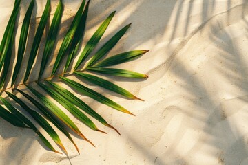 Aufkleber - Palm leaf laying on a sandy beach. Perfect for tropical vacation concepts