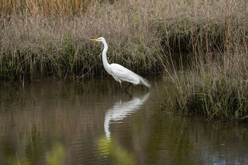 Wall Mural - Gret White Egret