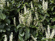(Prunus laurocerasus) Cherry Laurel with buds and erect clusters of creamy-white flowers with yellow stamens on twigs bearing green leathery shiny leaves used as ornamental plant