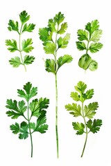 Aufkleber - Fresh green leaves on a clean white background. Perfect for nature or environmental concepts