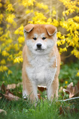 akita inu puppy standing in the park