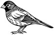 canary-vector illustration-whit-background