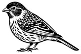 Fototapeta  - canary-vector illustration-whit-background