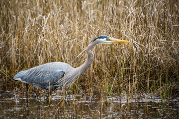 Wall Mural - Great Blue Heron