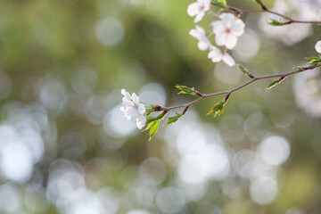  桜の花びらを背景をぼかして浮き上がらせる