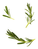 Fototapeta Tulipany - Fresh green rosemary herb falling in the air isolates on white background