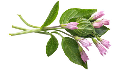 comfrey herb - Symphytum officinale, on transparent background.