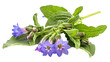 comfrey herb - Symphytum officinale, on transparent background.