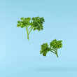 Fresh green Parsley herb falling in the air isolates on blue background