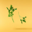 Fresh green Parsley herb falling in the air isolates on yellow background