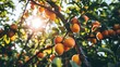A Captivating Shot of an Apricot Tree Filled with Ripe Apricots