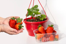 Flower Pot With Bush Garden Strawberries On White Background, Ripe Berries In Female Hand, Representing Gardening And Fresh Produce