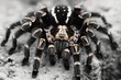 High-definition macro shot showcasing the intricate details of a tarantula spider against a blurred natural background