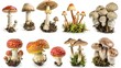various types of mushrooms, white background,  