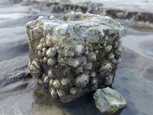 A Rock With Many Holes On It. The Holes Are Small And Numerous. The Rock Is Grey And He Is Old