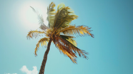 Wall Mural - A lone palm tree swaying gently in the breeze against the backdrop of a clear, sunny sky.