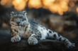 Snow leopard (Panthera uncia) detail portrait