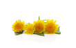 Bouquet of yellow dandelions.