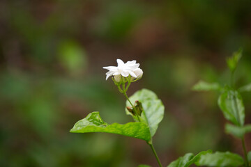 Wall Mural - white flower in the garden