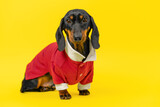 Fototapeta Zwierzęta - A dachshund dog puppy in a red jacket sits against a bright yellow background, looking curiously at the camera