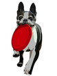 Boston Terrier with a Frisbee