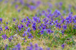  Manchurian Violet in the early spring.. field of wild flowers