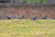 grey starlings foraging in the grass in the morning. small wild birds foraging in the grass in the morning. the early spring scene of the countryside.
