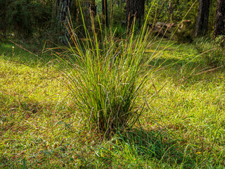 Wall Mural - Isolated Clump Of Reeds