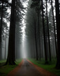 Una imagen ligeramente tenebrosa de un bosque oscuro rodeado de neblina