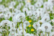 spring background with white dandelions. soft selective focus.