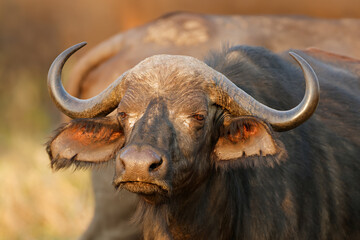 Wall Mural - portrait of an african or cape buffalo (syncerus caffer), kruger national park, south africa.