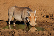 A warthog (Phacochoerus africanus) drinking at a muddy waterhole, Mokala National Park, South Africa.
