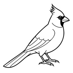 Sticker - cardinal line art vector