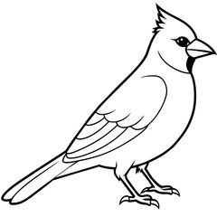 Sticker - cardinal line art vector