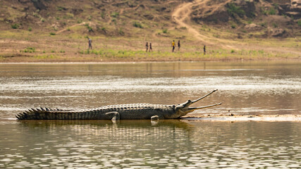 Wall Mural - Gavial Indian - Gavialis gangeticus in nature. Crocodile with open mouth relax in water.