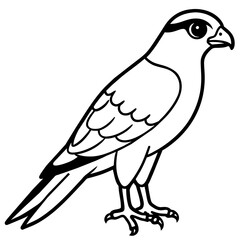 Sticker - sparrowhawk line art vector