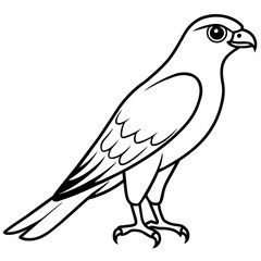 Sticker - sparrowhawk line art vector