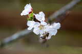 Fototapeta Miasta - bee on white blossom of apricot tree