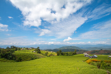 Wall Mural - Rice terraces, local way of life