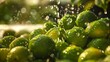 Droplets of zesty lime juice cascading onto a heap of freshly harvested limes. 