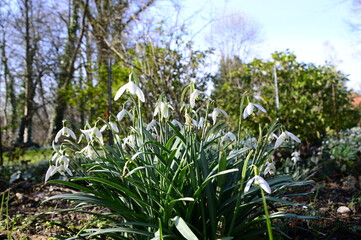 Sticker - Bloom Snowdrops in Spring in the Town Walsrode, Lower Saxony