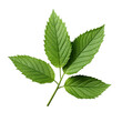 Eleuthero leaf or Koshiabura Japanese mountain herb isolated on white background with clipping path