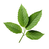 Fototapeta Desenie - Eleuthero leaf or Koshiabura Japanese mountain herb isolated on white background with clipping path