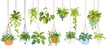 An Artistic Arrangement Of Hanging Potted Plants Against A White Backdrop, Showcasing A Variety Of Terrestrial Plants, Shrubs, And Evergreens