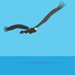 Steller's sea eagle fly. Bird vector illustration flat style	